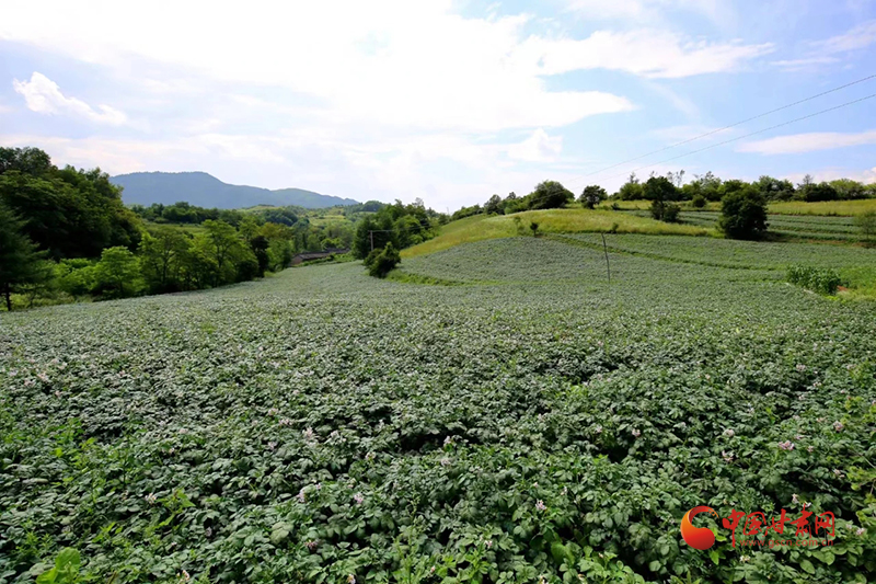 西和：特色产业绘就强村富民新画卷