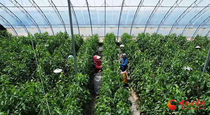 泾川：大棚辣椒喜丰收 联农共赢稳增收