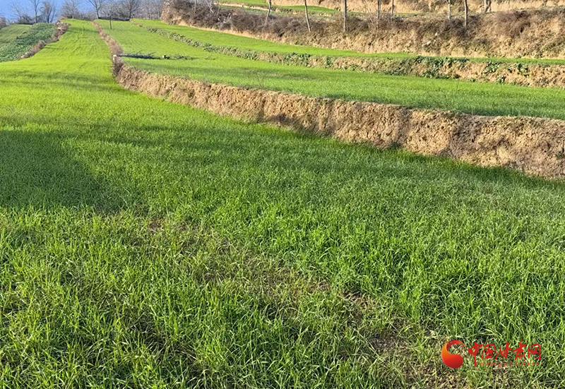 成县：麦田冬管绘丰景