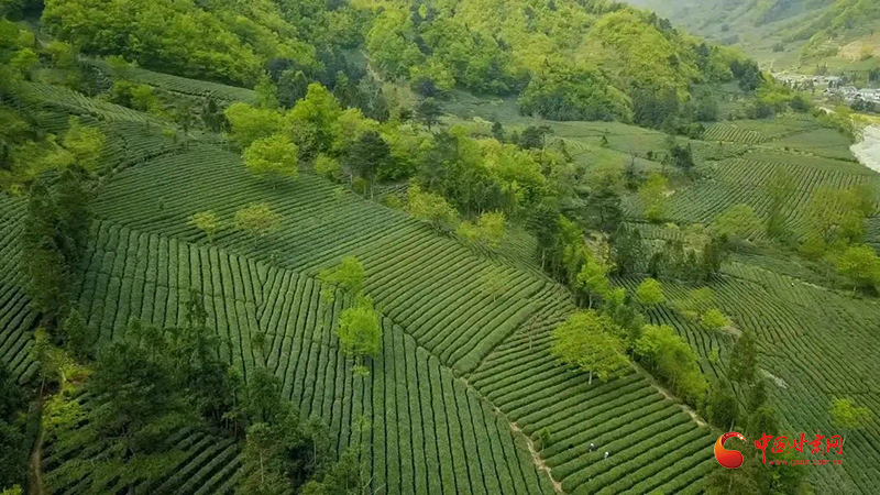 新春走基层|武都：茶香四溢富农家