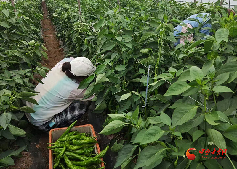 泾川：产销两旺“椒”好运 农户增收笑开颜