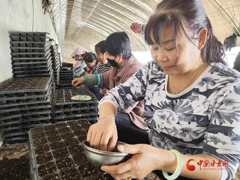 泾川：“冬闲”人不闲 大棚育苗忙