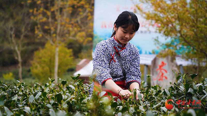 武都：茶香里的“致富密码”