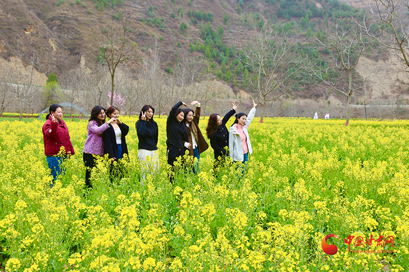 西和：油菜花海绘春景 农旅融合促振兴