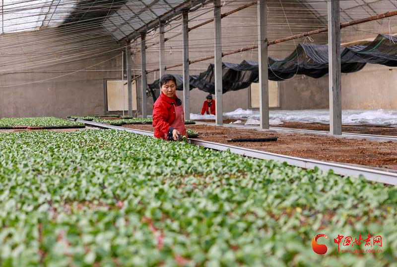 金塔：科技赋能田间 绘就现代农业新图景