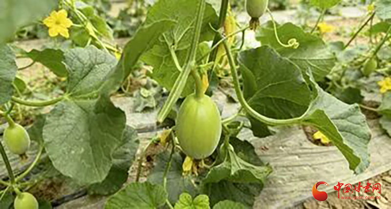 泾川：暖棚育出好光景 蔬香铺就致富路