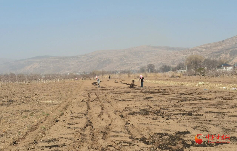 静宁：人勤春早换新颜 提质增效促振兴