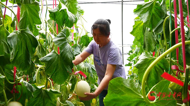 崇信：甜瓜抢“鲜”上市助农增收