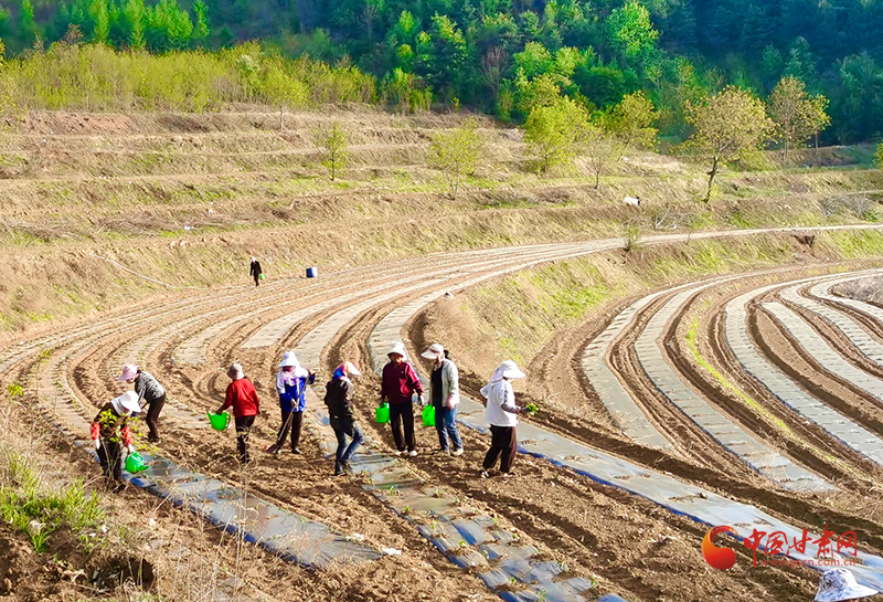 西和：万寿菊移栽正酣 绘就乡村振兴“金色画卷”