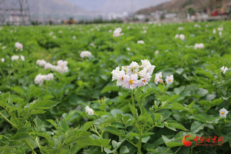 武都：马铃薯产业“薯”写致富新图景