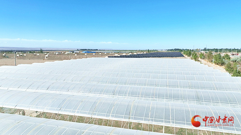 金塔：生态农业绘就乡村振兴“绿色画卷”