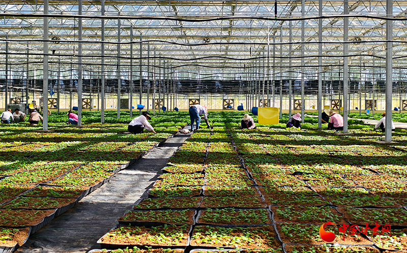 民乐：以“薯”兴业 以产富民 激活乡村振兴新动能