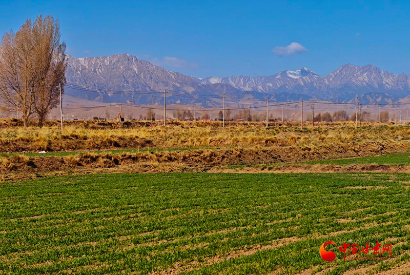 民乐：小麦出苗绽绿颜 田间孕育丰收景