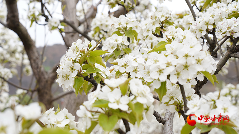 静宁：梨花绽春景 早酥梨产业绘富图