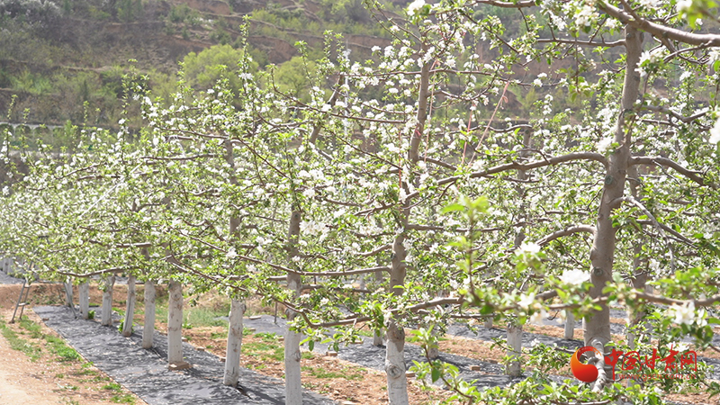 庄浪：梯田苹果产业托起乡村振兴新希望