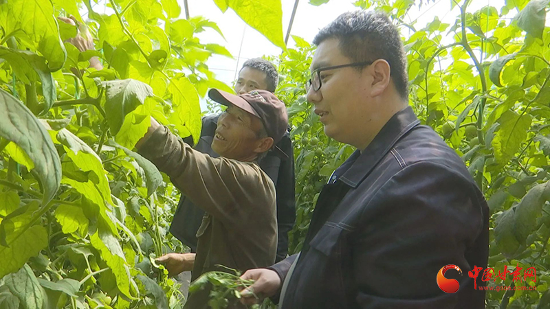 玉门：农技专家“传经送宝”大棚果蔬“钱”景光明