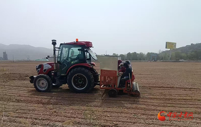 泾川：种植“致富草”铺就振兴路