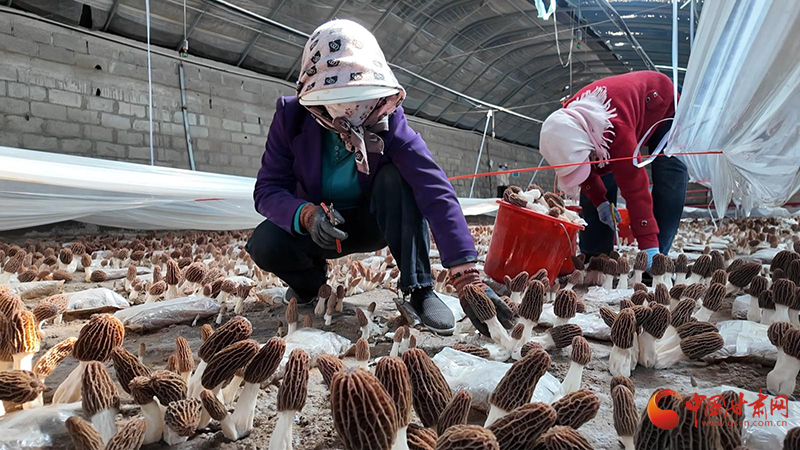 金塔：戈壁生“金” 羊肚菌撑起乡村振兴致富伞