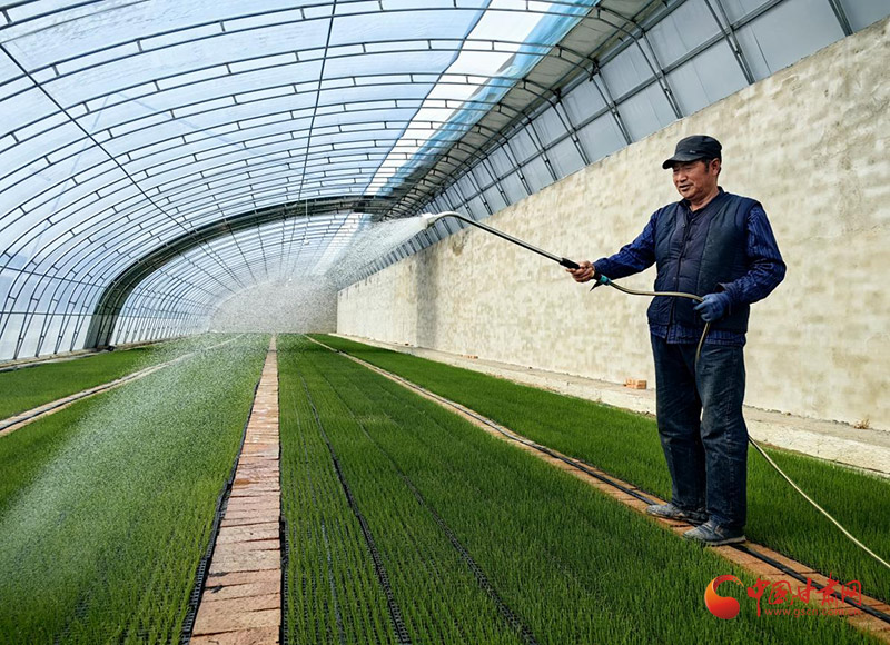 泾川：菜苗添新绿“葱”满希望
