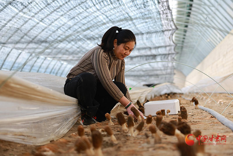 金塔：春日大棚鲜 采摘好时光