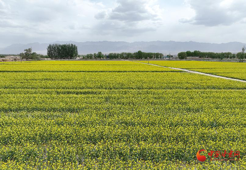 高台：制种油菜盛开“致富花”