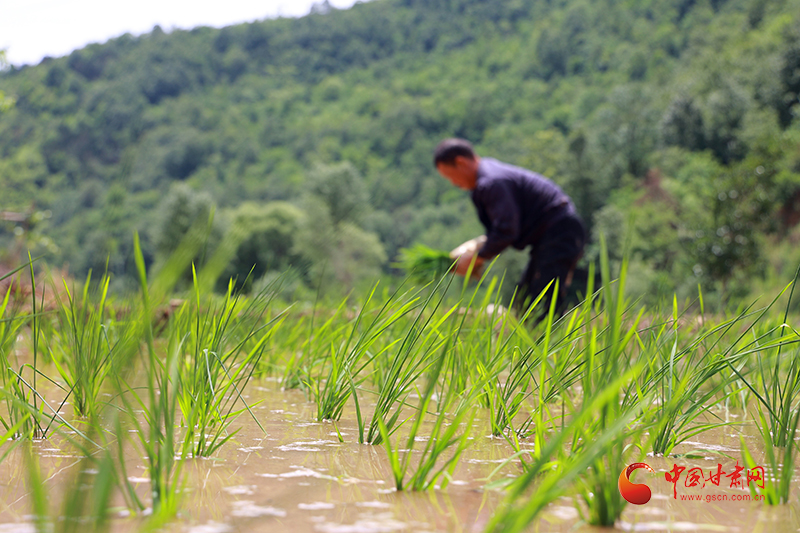 康县：乡村田园忙插秧