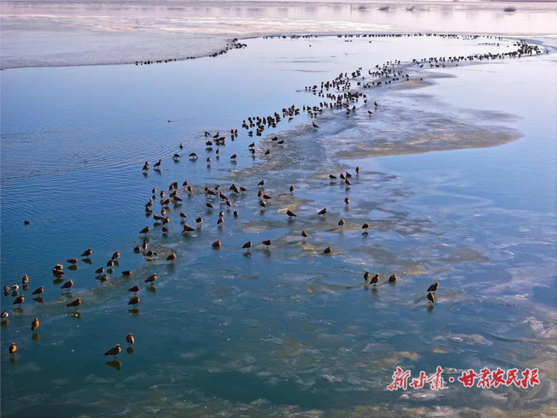 民勤：红崖山水库天鹅舞
