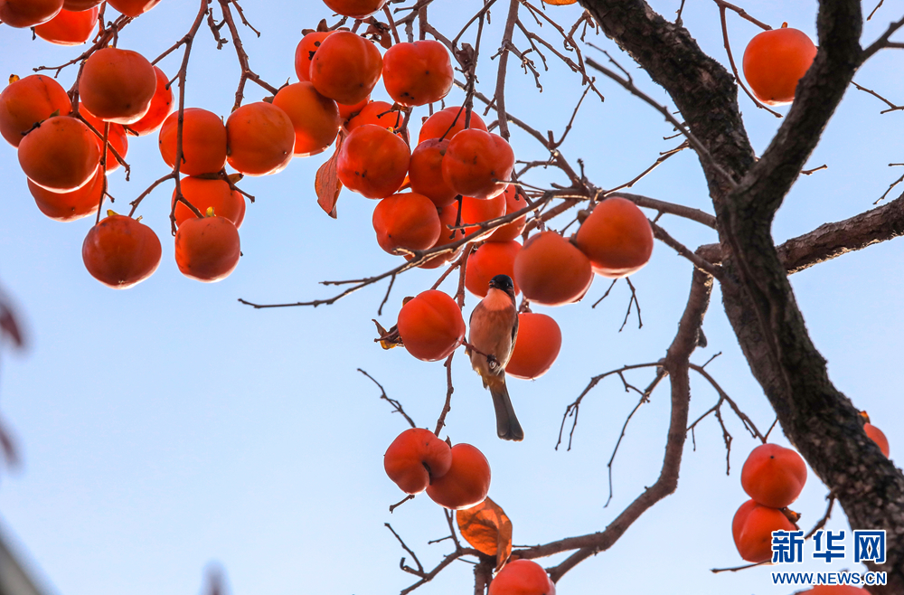 崇信：“柿柿”皆如意