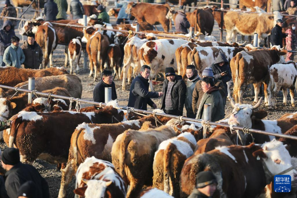 定西：冬日里的牲畜交易市场