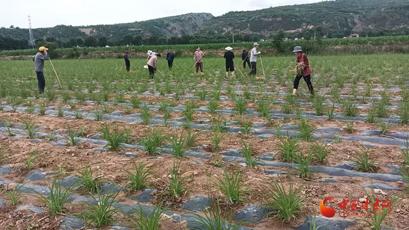 泾川：黄花菜助农增收 忘忧草变身“致富宝”