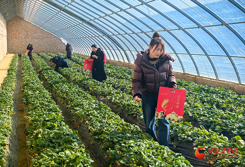 灵台：大棚草莓种出甜蜜生活