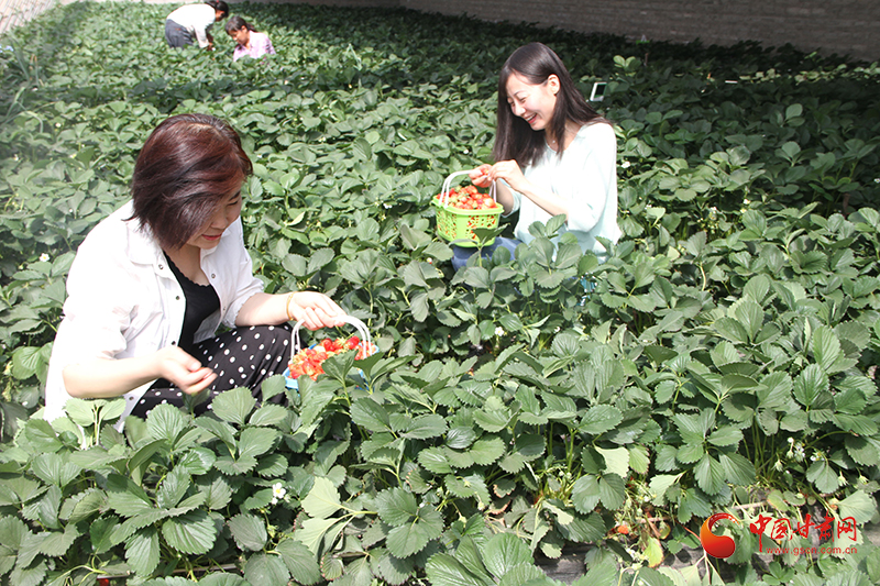 华亭：不负农时不负春 满弓劲发冲刺“开门红”