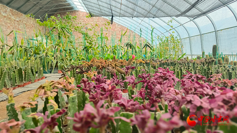 静宁：大棚育“仙花”特色产业富农家