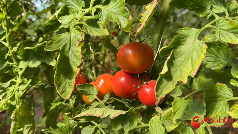 玉门：戈壁大棚春意暖 特色兴农促振兴