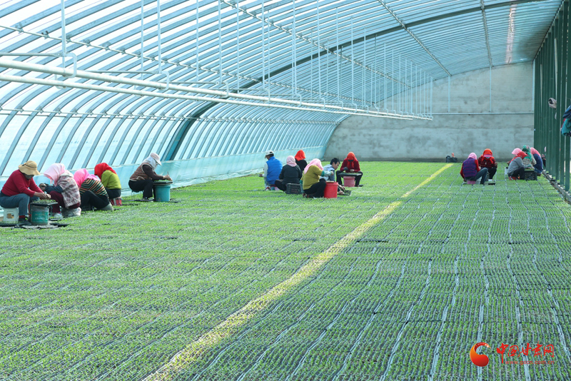 临泽：科技护青苗 沃野盼“丰”景