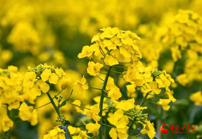 西和：万亩油菜花海绘就乡村振兴新图景