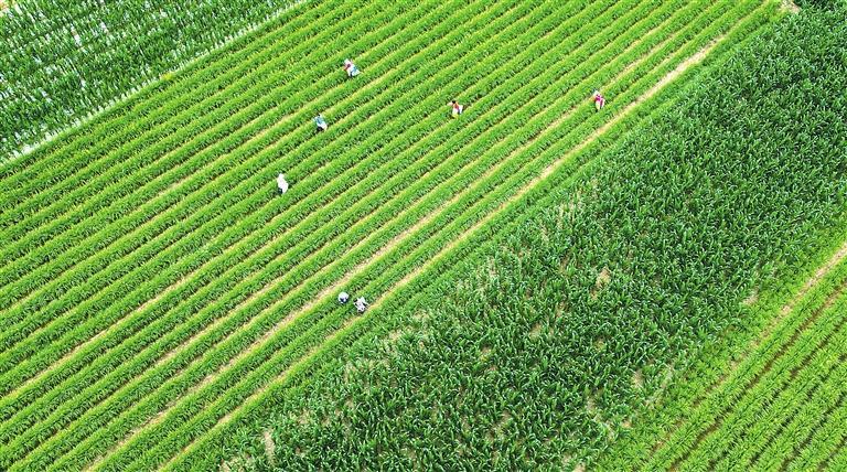 庆阳西峰：黄花菜正值采摘时