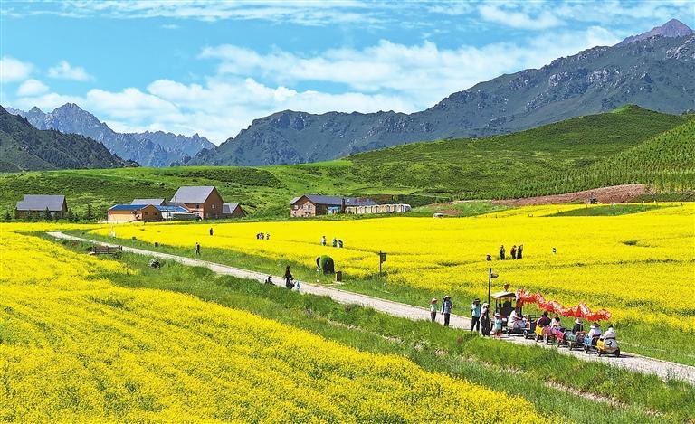 祁连山下油菜花盛开