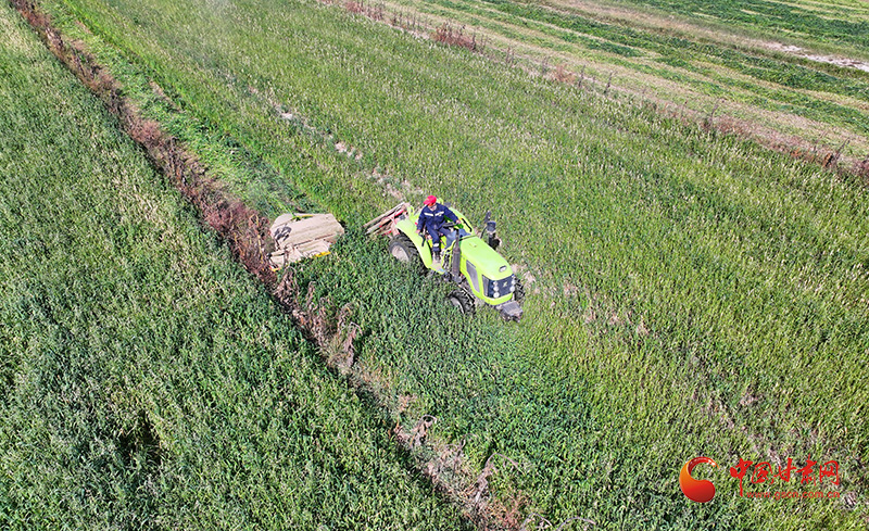 张掖高台：“小牧草”成为致富“绿色引擎”