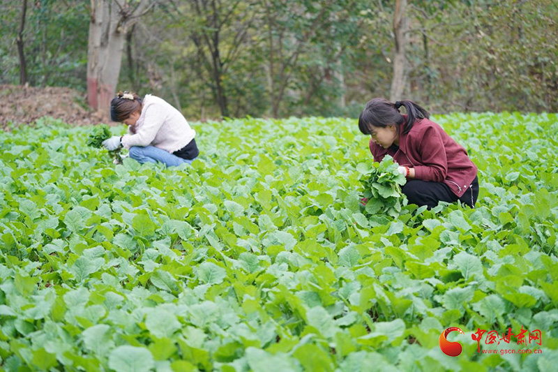 成县：探索美丽乡村振兴新路径