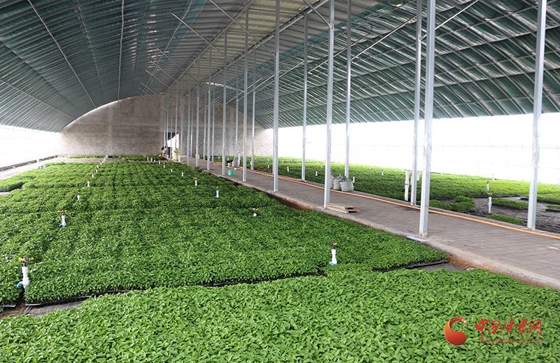 高台：“串珠成链”做好乡村“连片振兴”文章