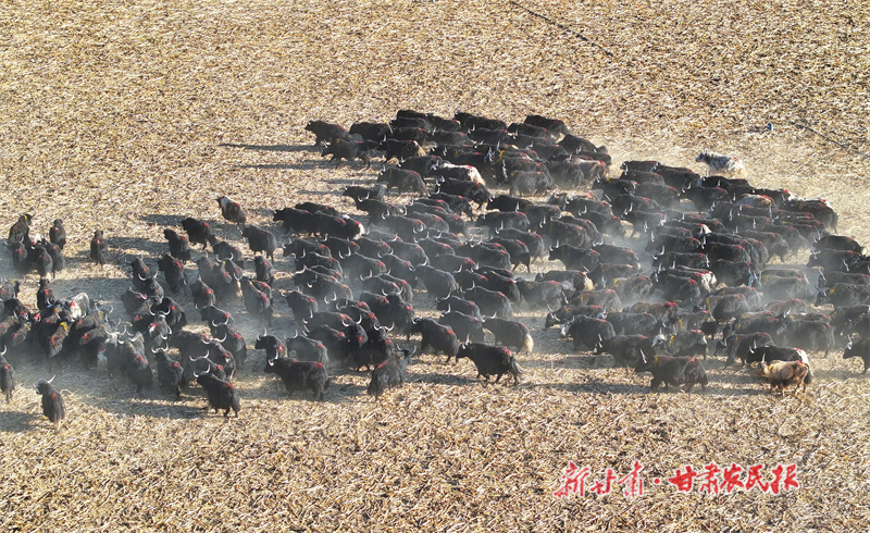 【图片新闻】民乐：异地借牧促生态好转