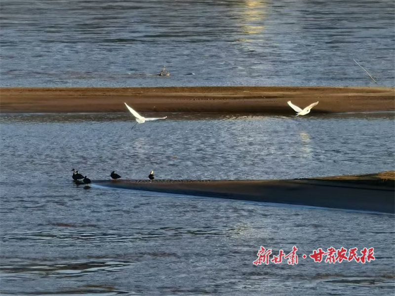 靖远：初冬黄河美 水鸟入画来
