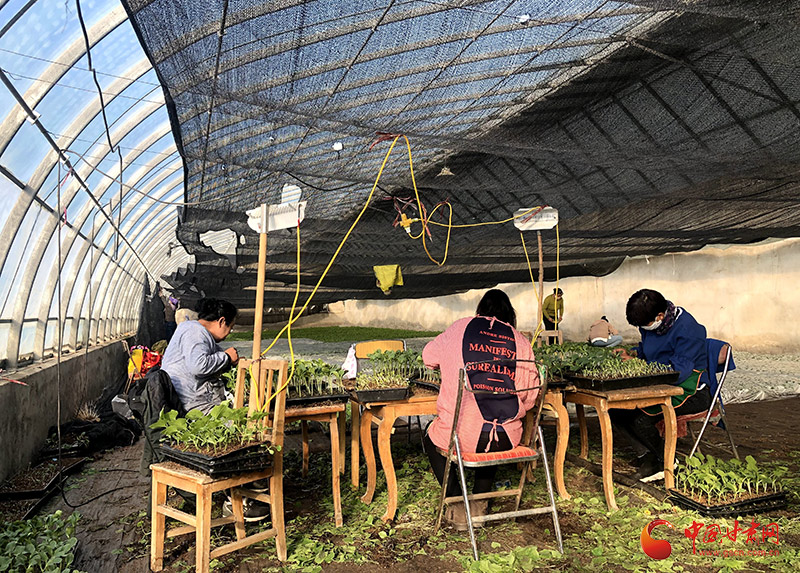 金塔：春耕育苗忙 “苗”绘新希望