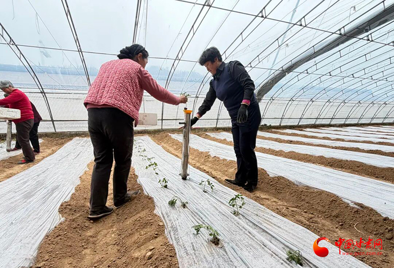华亭：菜苗绿了 日子红了 乡亲们富了